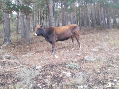 GastroRuta - Loma de Enmedio alrededor del Pico de Bañaderos; buitrago de lozoya fotos sitios a visi